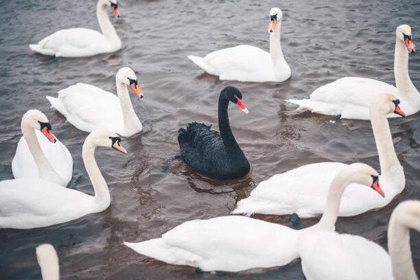 a white swan crisis